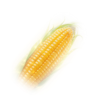Corn Cob
