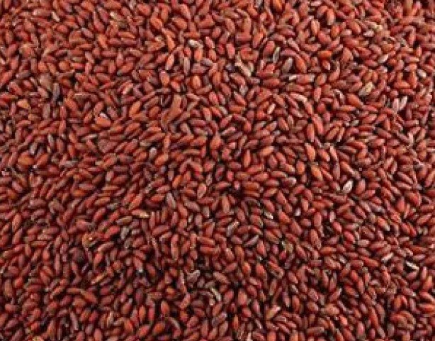 Halim Seeds